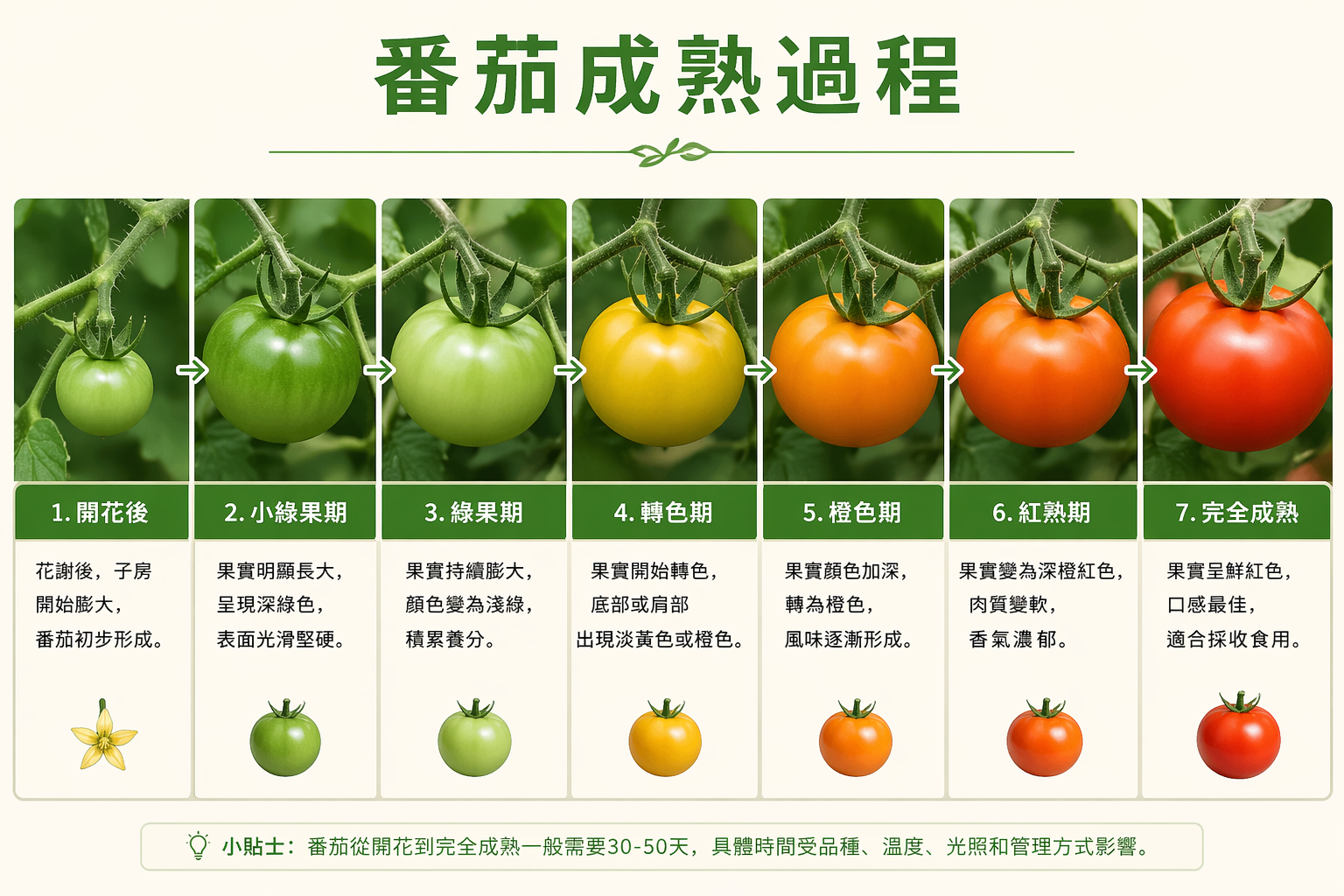 番茄成熟過程