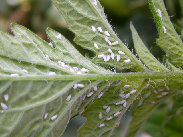 番茄白粉蝨